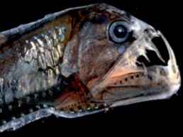 File:viperfish.jpg